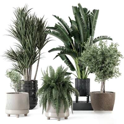 现代植物盆栽-27